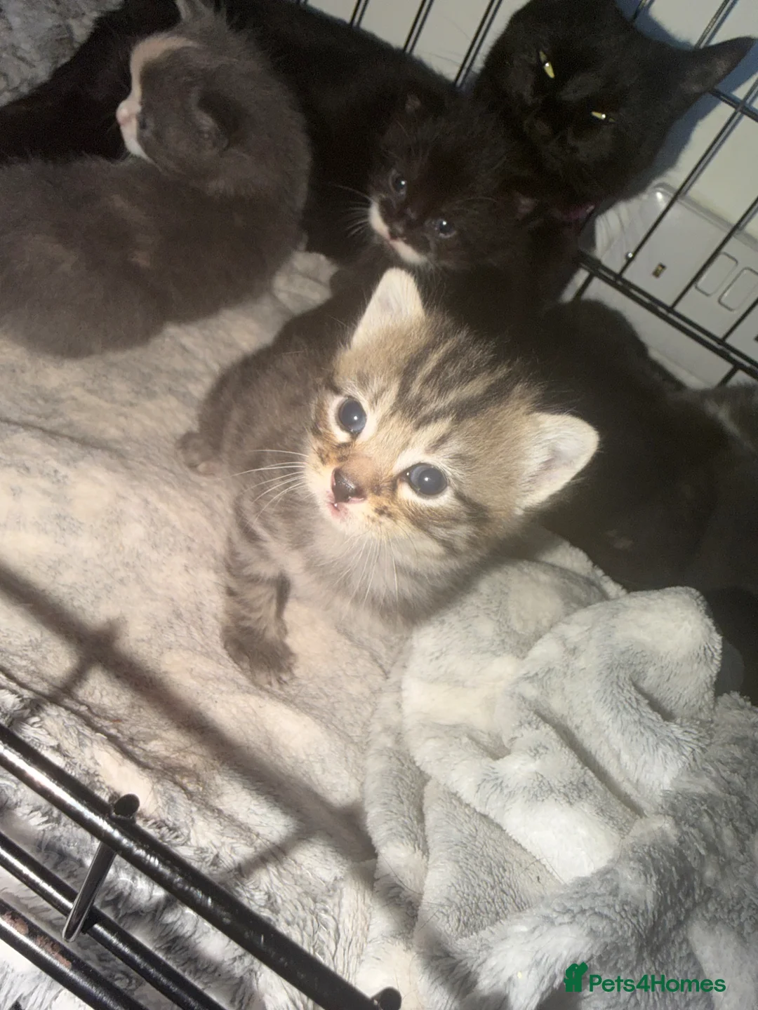 Mixed Breed cats for sale: Beautiful mixed kittens  - Advert 2