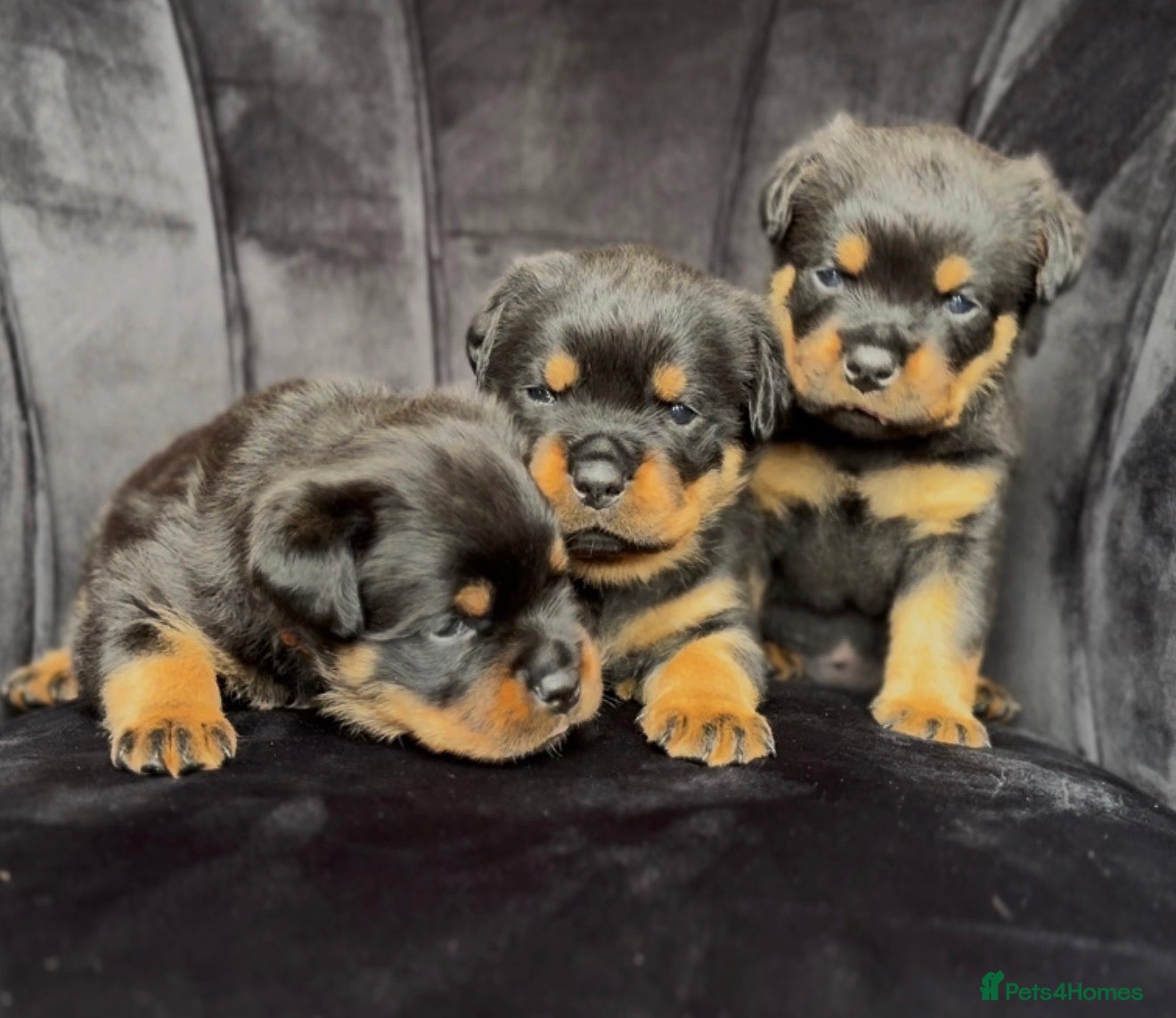 Rottweiler dogs Quality Rottweiler puppies - Advert 10