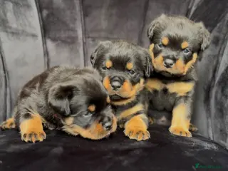 Rottweiler dogs Quality Rottweiler puppies - Advert 10