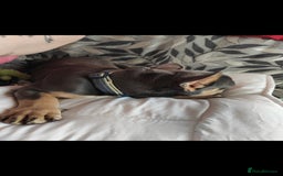 French Bulldog dogs for sale: This is teddy beautiful boy - Image 3