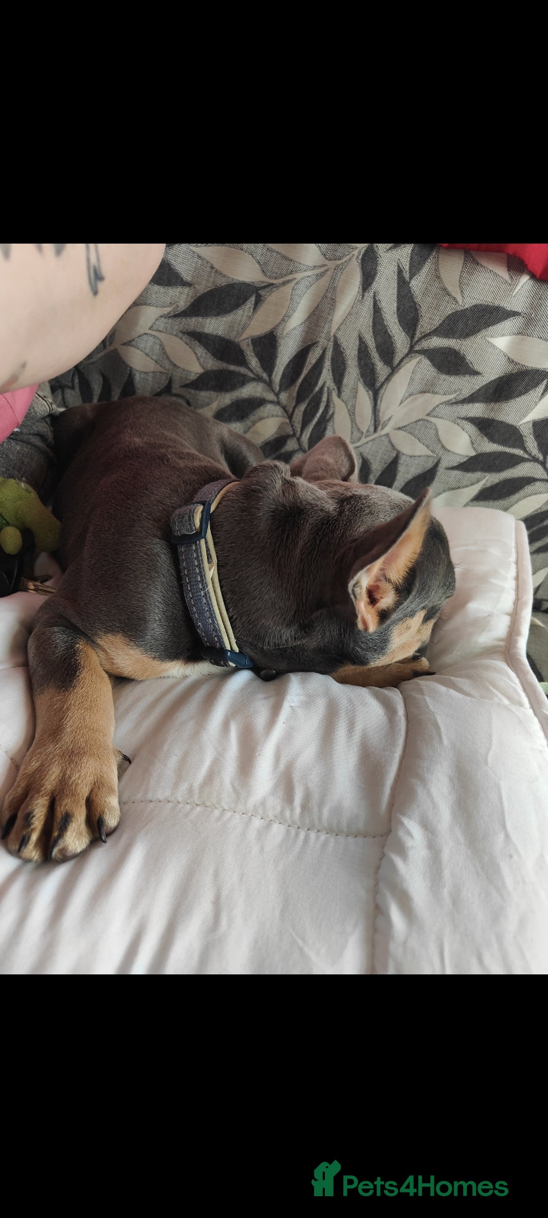 French Bulldog dogs for sale: This is teddy beautiful boy - Image 3