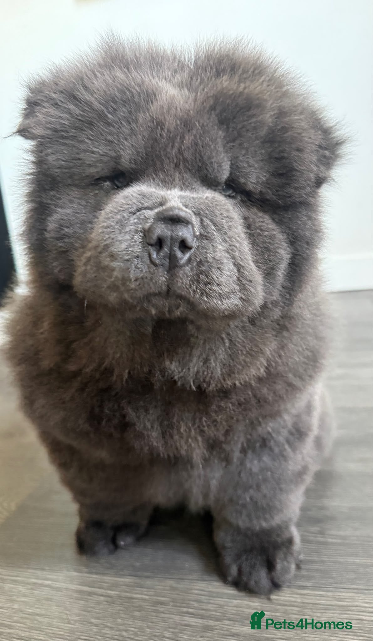 Chow Chow dogs 💙🧸💙  BLUE TEDDY BEAR KC REG CHOW PUPPY 💙🧸💙 - Advert 1