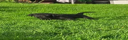 Labrador Retriever dogs for sale: Labrador Pups KC Reg Health Tested - Advert 4