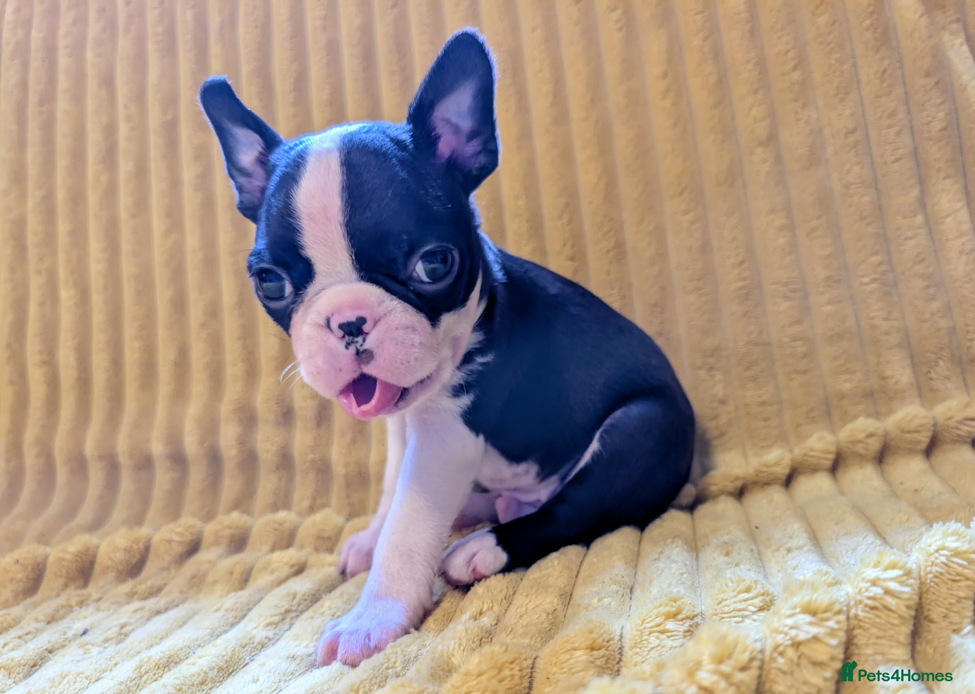 Boston Terrier dogs 1 BOY  LEFT/Adorable KC reg Boston - Advert 5