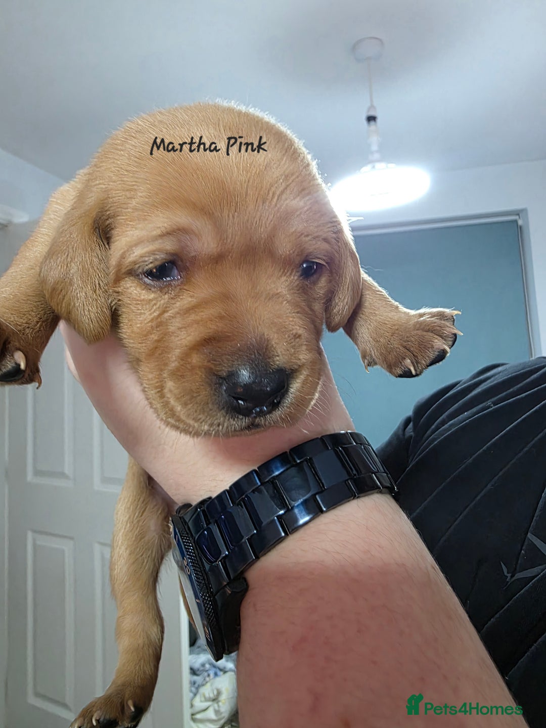 Labrador Retriever dogs for sale: Gorgeous Labrador puppies - Advert 30