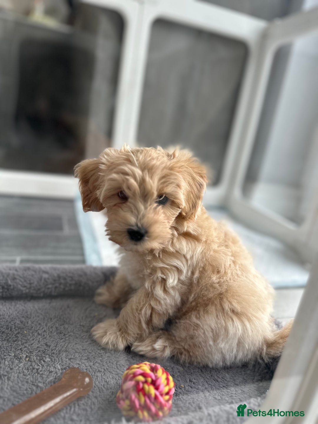 Maltipoo dogs for sale: F1 Maltipoo Pup 9 weeks - Advert 2
