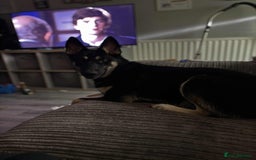 Shepsky dogs for sale: German shepherd x husky - Advert 4