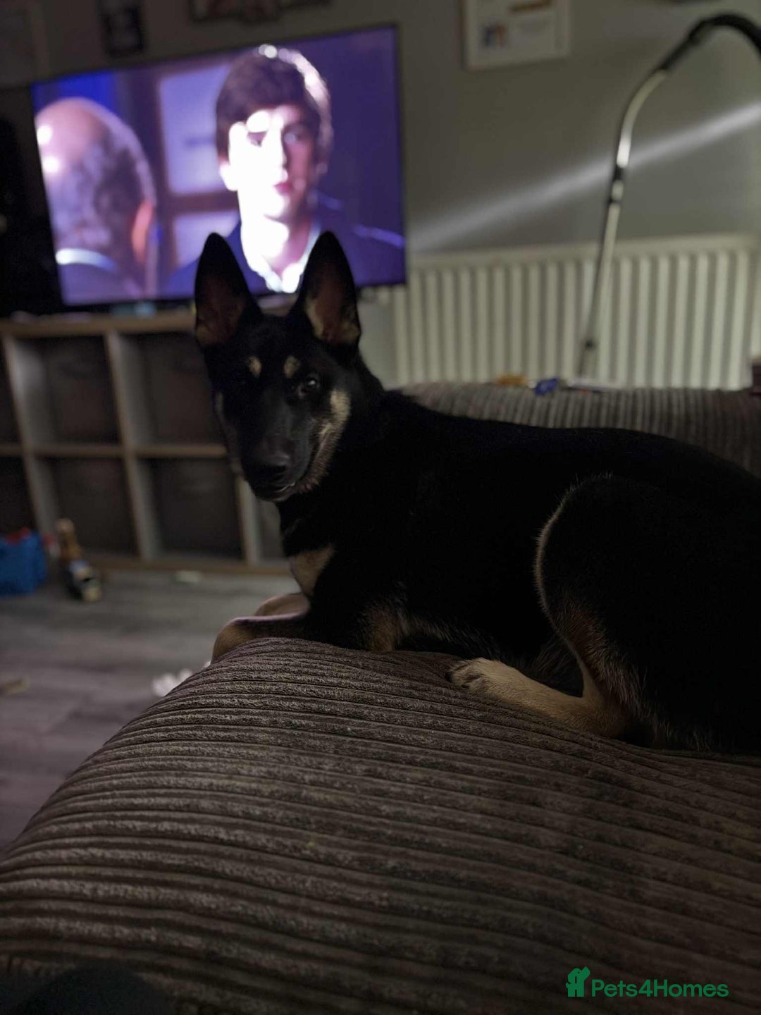 Shepsky dogs for sale: German shepherd x husky - Advert 4