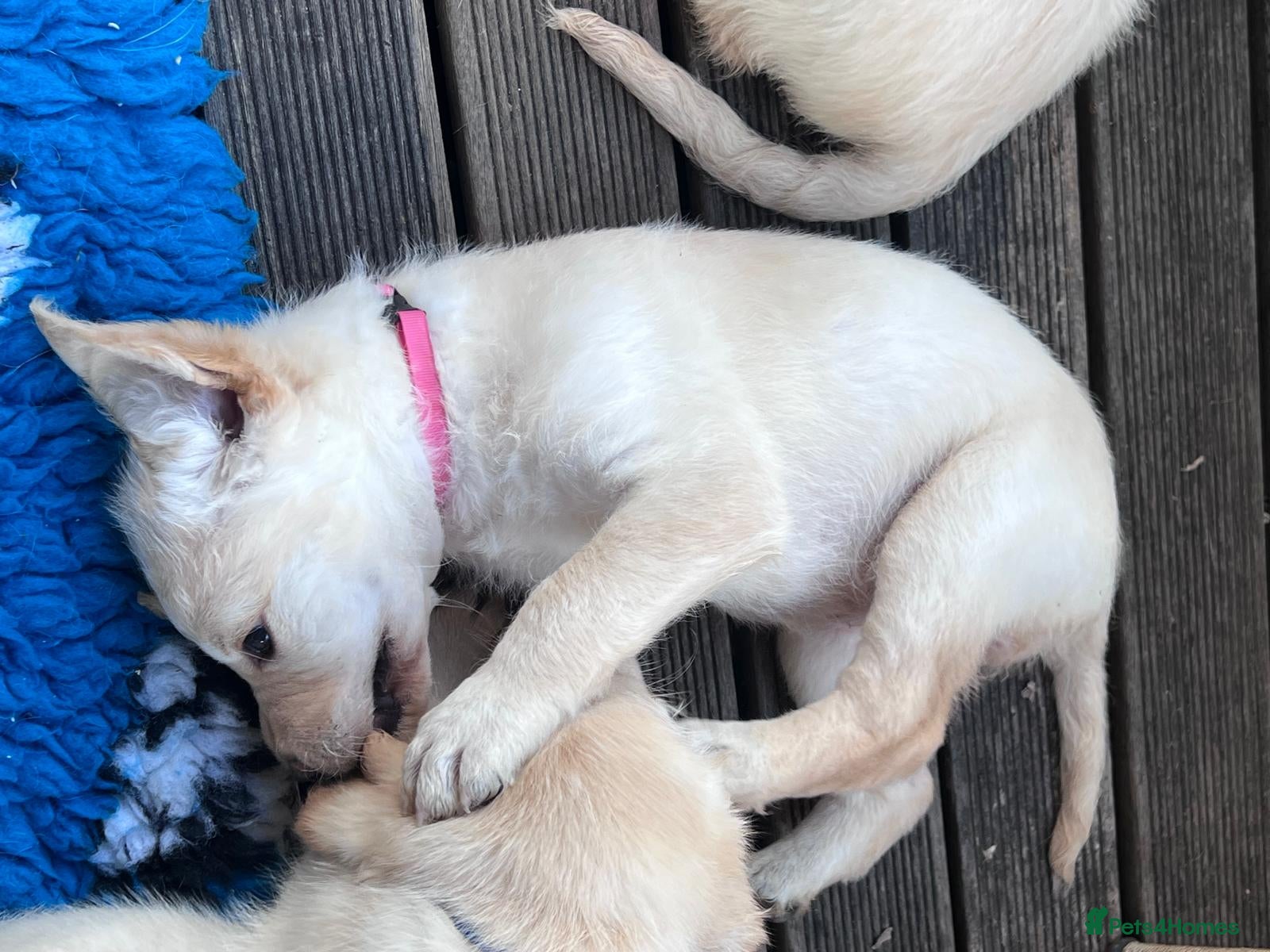 Labradoodle dogs Happy and healthy Labradoodle puppies! - Advert 2