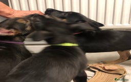 Mixed Breed dogs for sale: Stunning Wheaton bull cross girls - Image 4