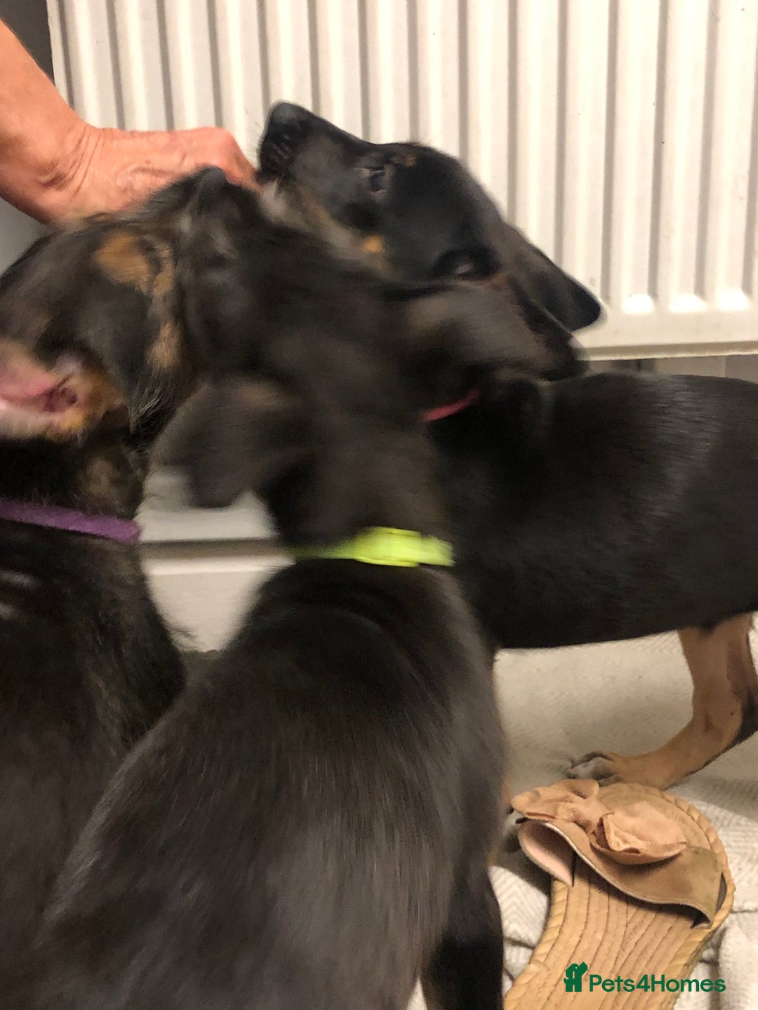 Mixed Breed dogs for sale: Stunning Wheaton bull cross girls - Image 4