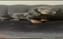 Miniature Dachshund dogs for sale: Adorable miniature dachshund long hair fully vac - Image 2