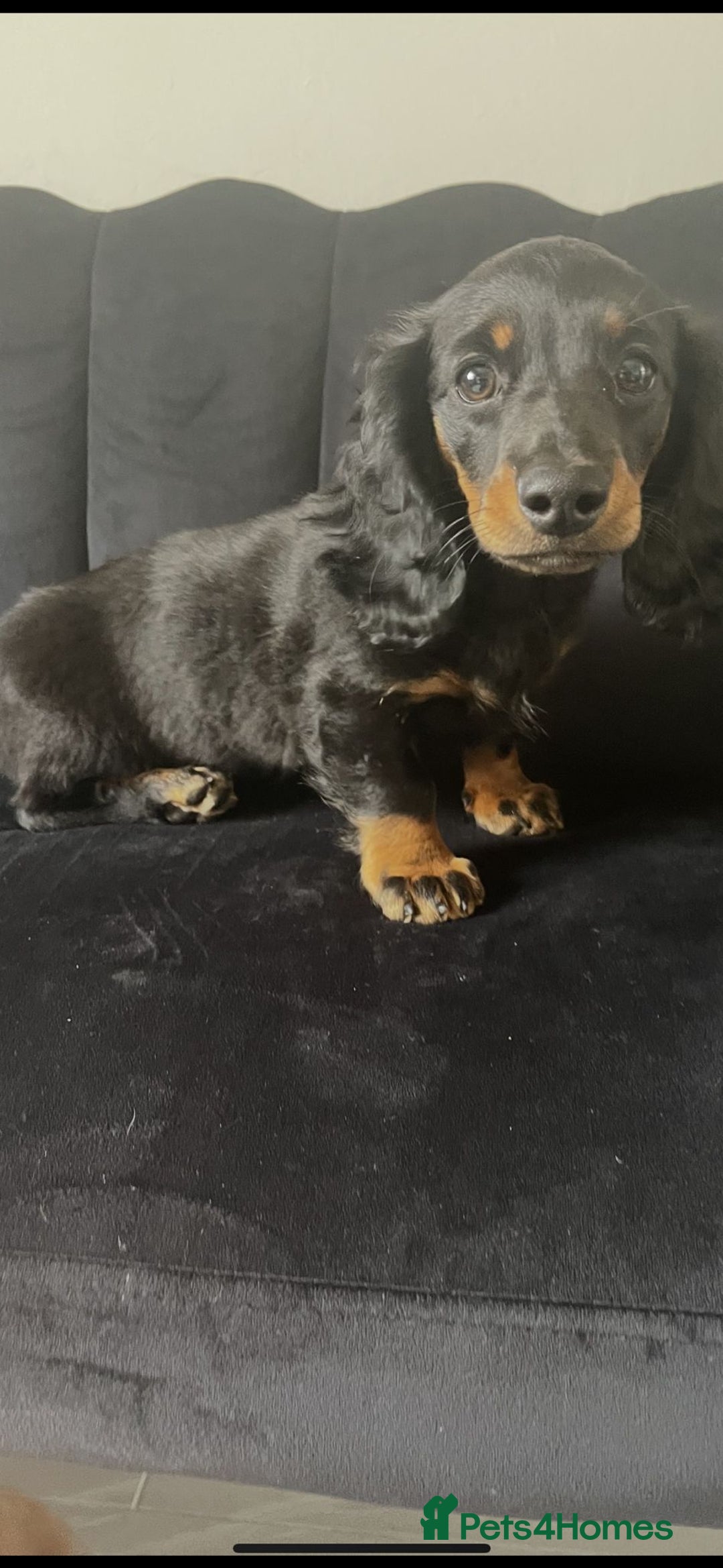 Miniature Dachshund dogs for sale: Adorable miniature dachshund long hair fully vac - Image 2