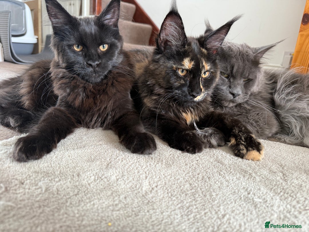 Maine Coon cats for sale: Pure Breed Female Maine Coons Available  in Paisley - Image 13