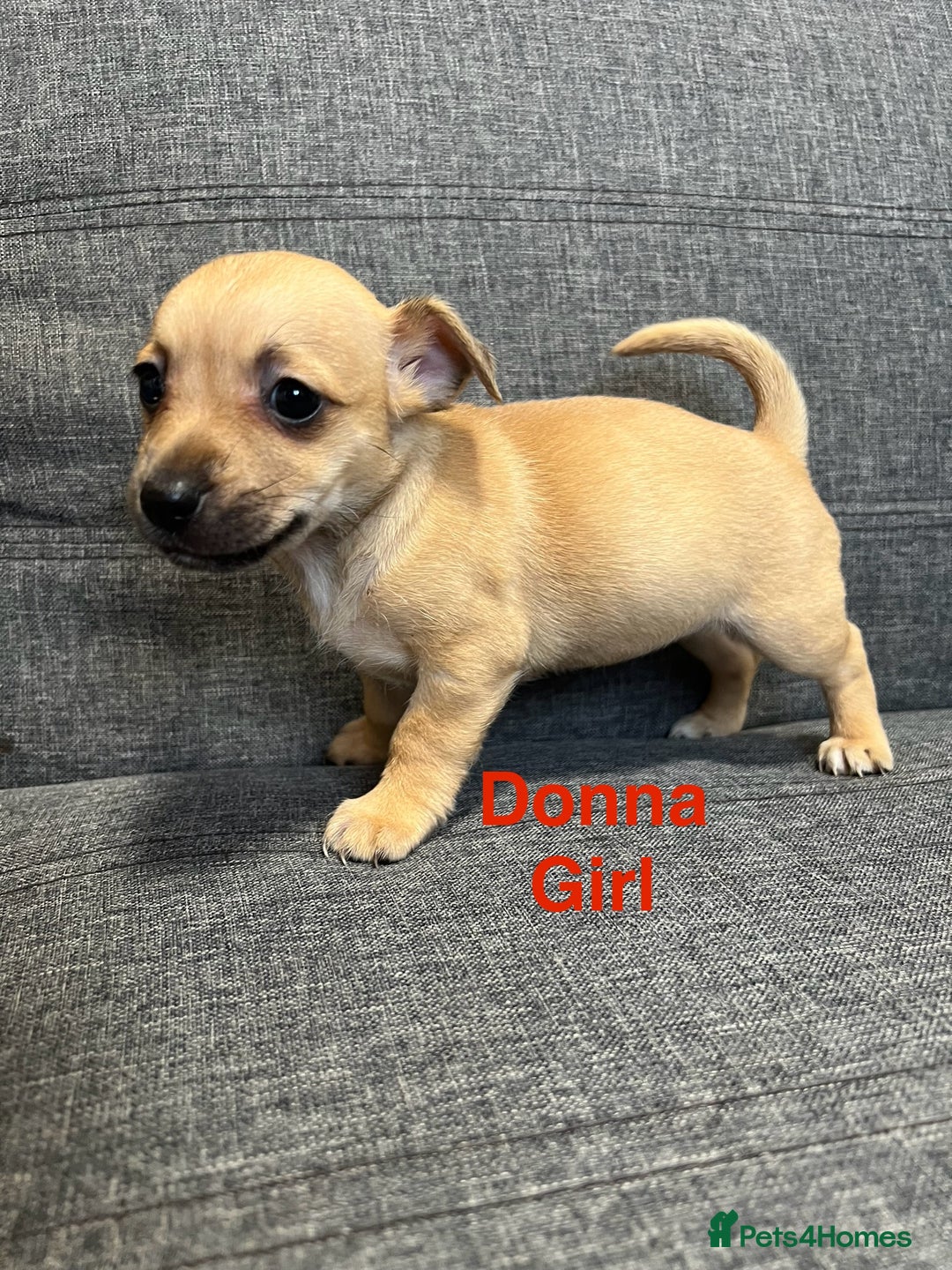 Jack Russell dogs for sale: Jack russel puppies for sale  - Advert 4