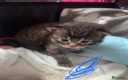 Mixed Breed cats for sale: Beautiful ragdoll x babies  in Ellesmere Port - Image 16