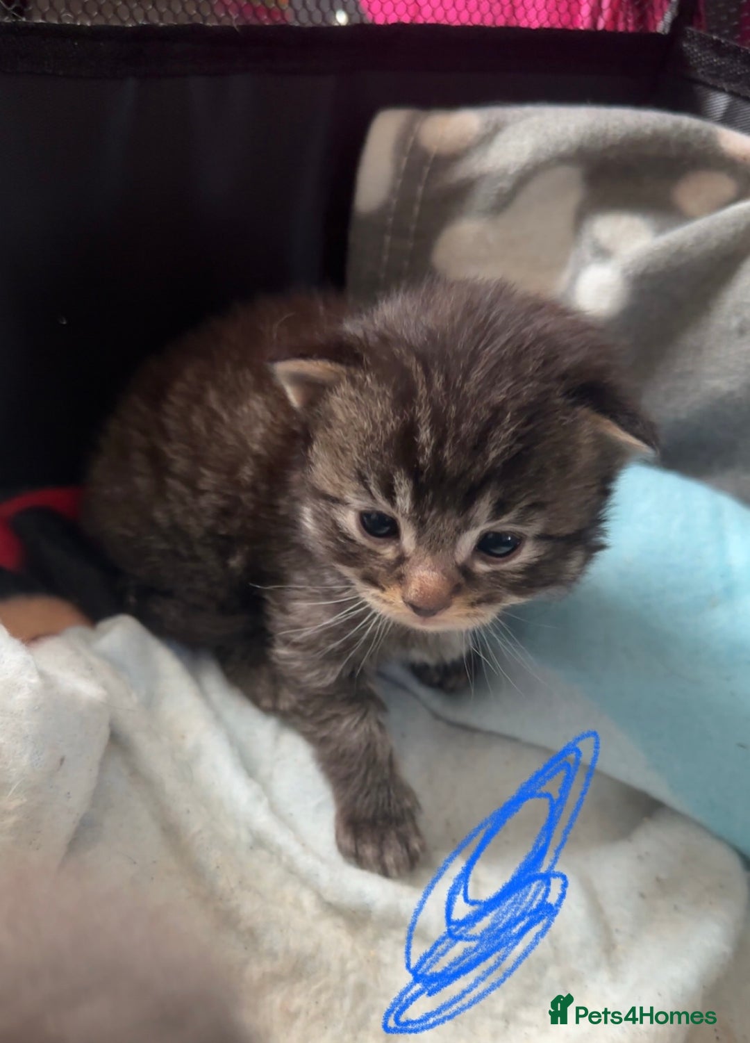 Mixed Breed cats for sale: Beautiful ragdoll x babies  in Ellesmere Port - Image 16