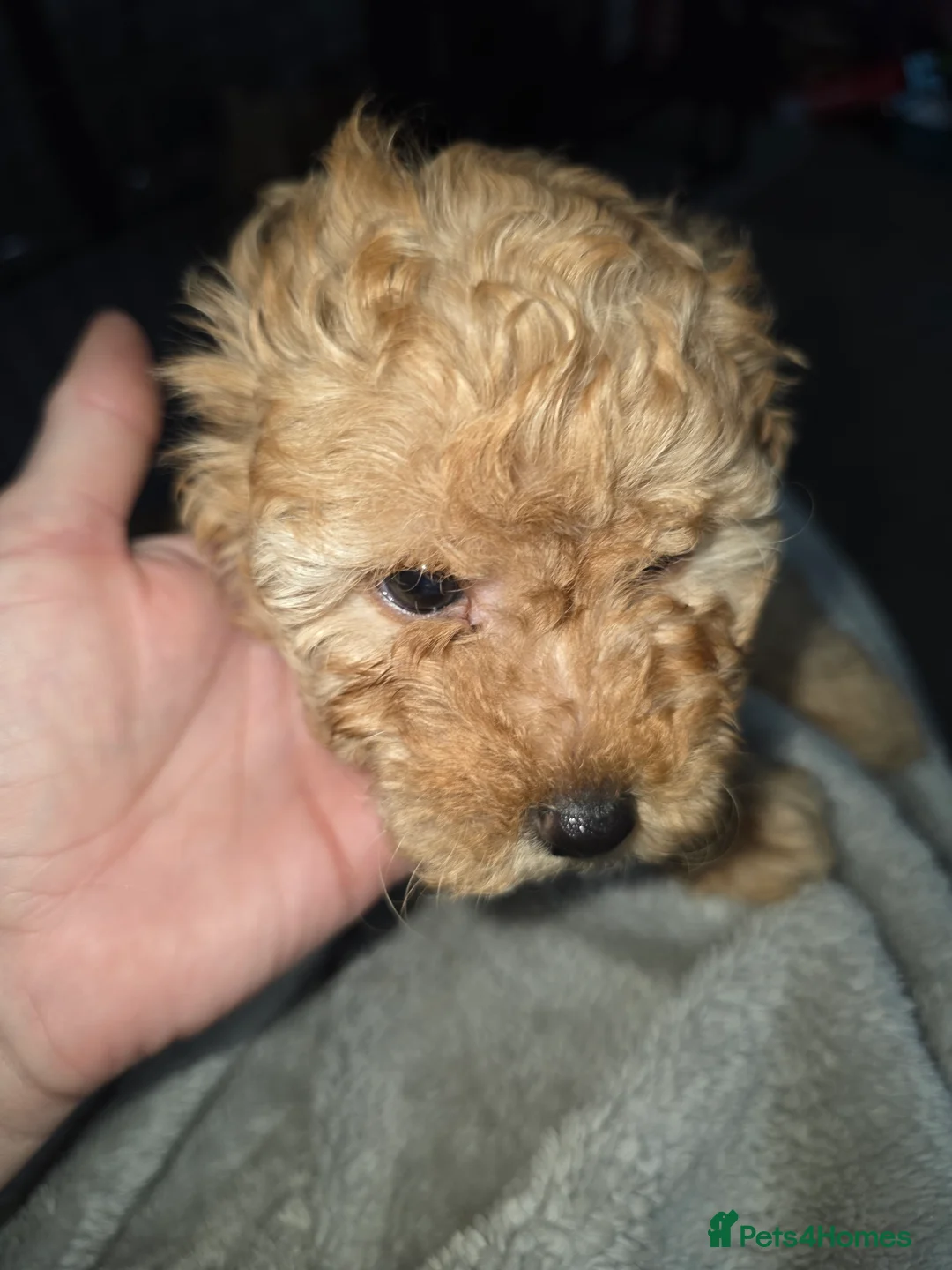 Poochon dogs for sale: Poochon puppies - Advert 7