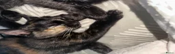 British Shorthair cats for sale: Beautiful female kittens in Aylesbury - Advert 9