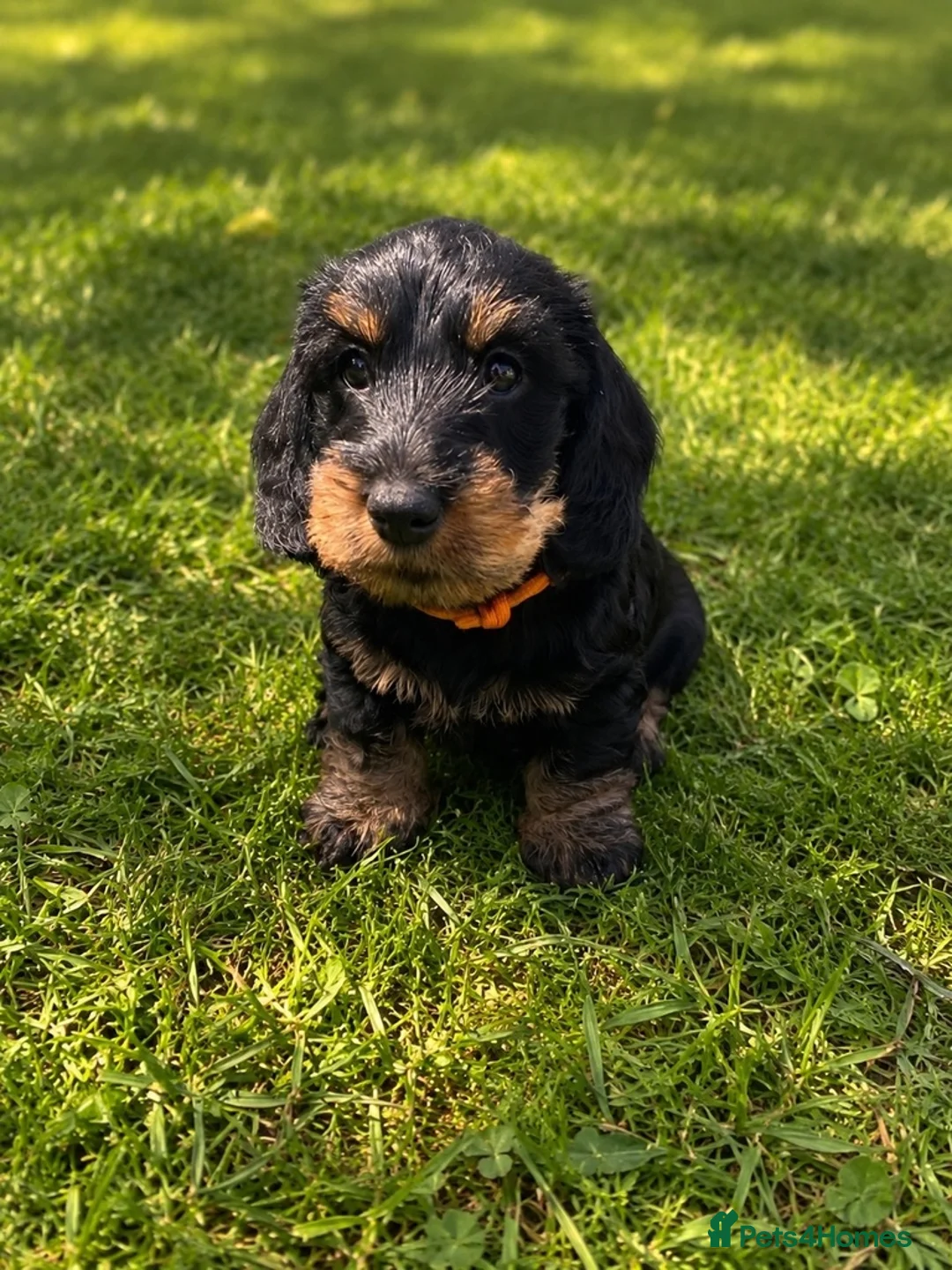 Dachshund dogs for sale: KC Mini Dachshunds. LAFORA/PRA (Cord1) Clear - Advert 2