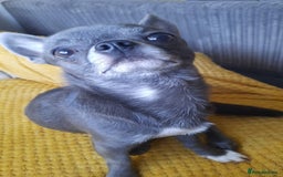 Chihuahua dogs for stud: Chihuahua proven stud - Image 6