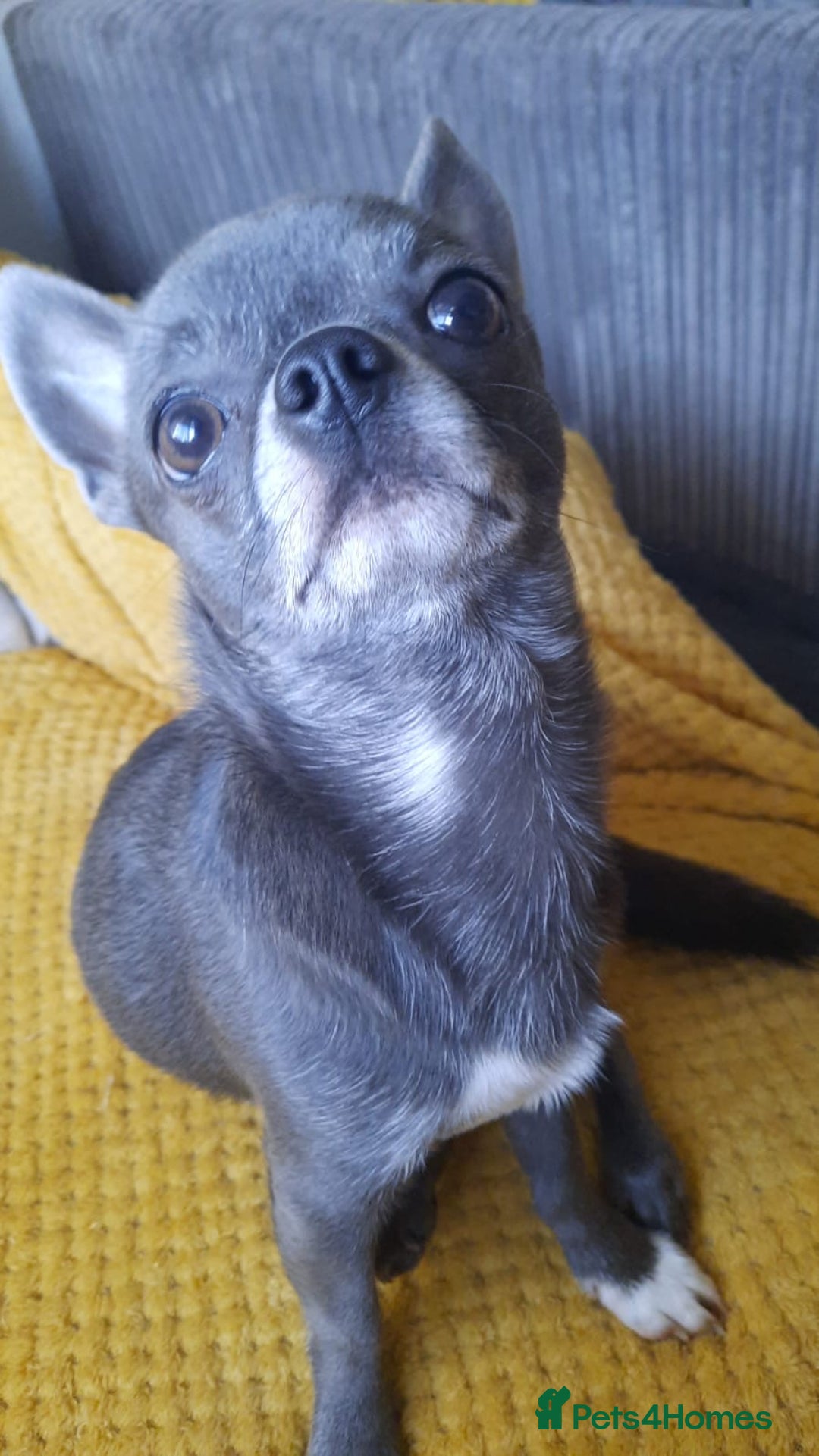 Chihuahua dogs for stud: Chihuahua proven stud - Image 6