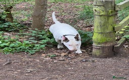 English Bull Terrier dogs for sale: CHAMPION BLOODLINE BOY - Image 1