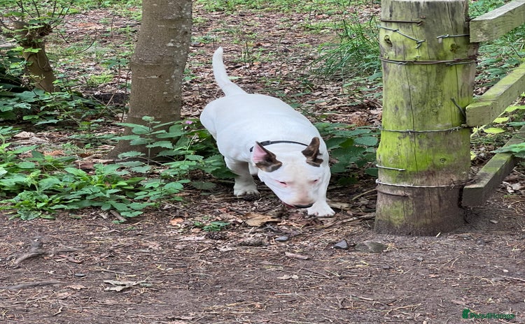 English Bull Terrier dogs - Advert 1
