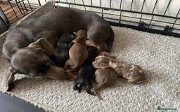 Dachshund dogs for sale: Miniature dachshund puppies  - Image 11
