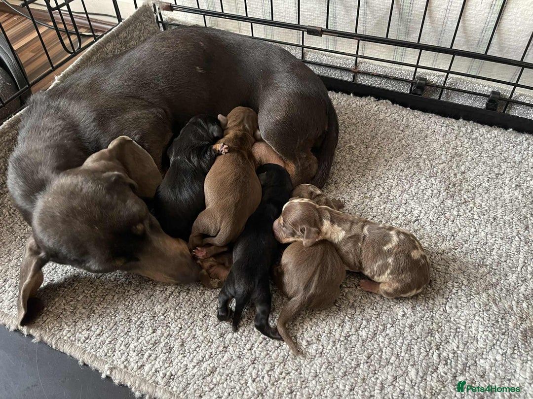 Dachshund dogs for sale: Miniature dachshund puppies  - Image 11