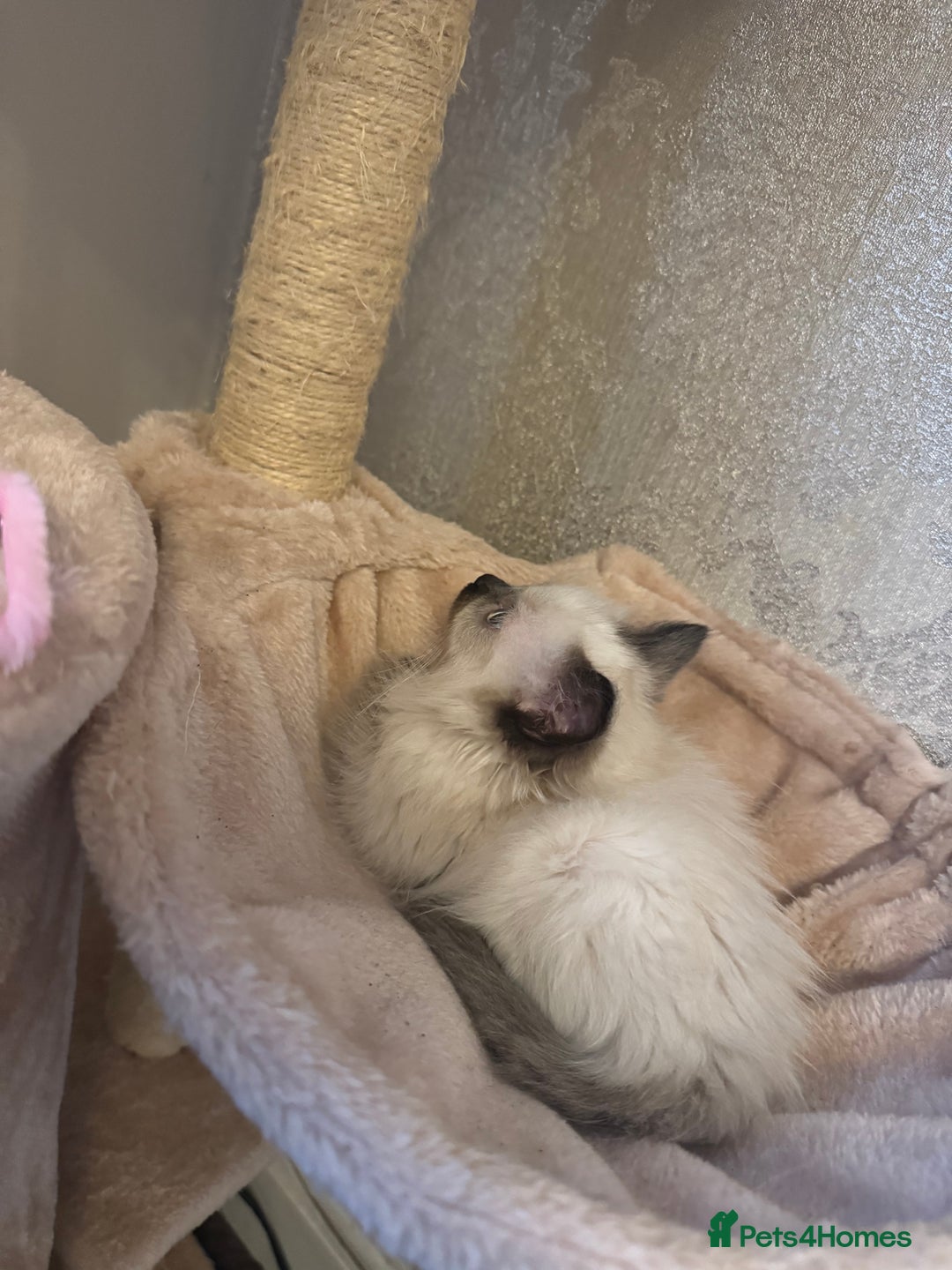 Ragdoll cats for sale: x2 female ragdoll kittens  - Image 2