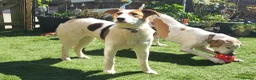 Mixed Breed dogs for adoption: MELODY ( FOSTER TO ADOPT)  - Advert 10