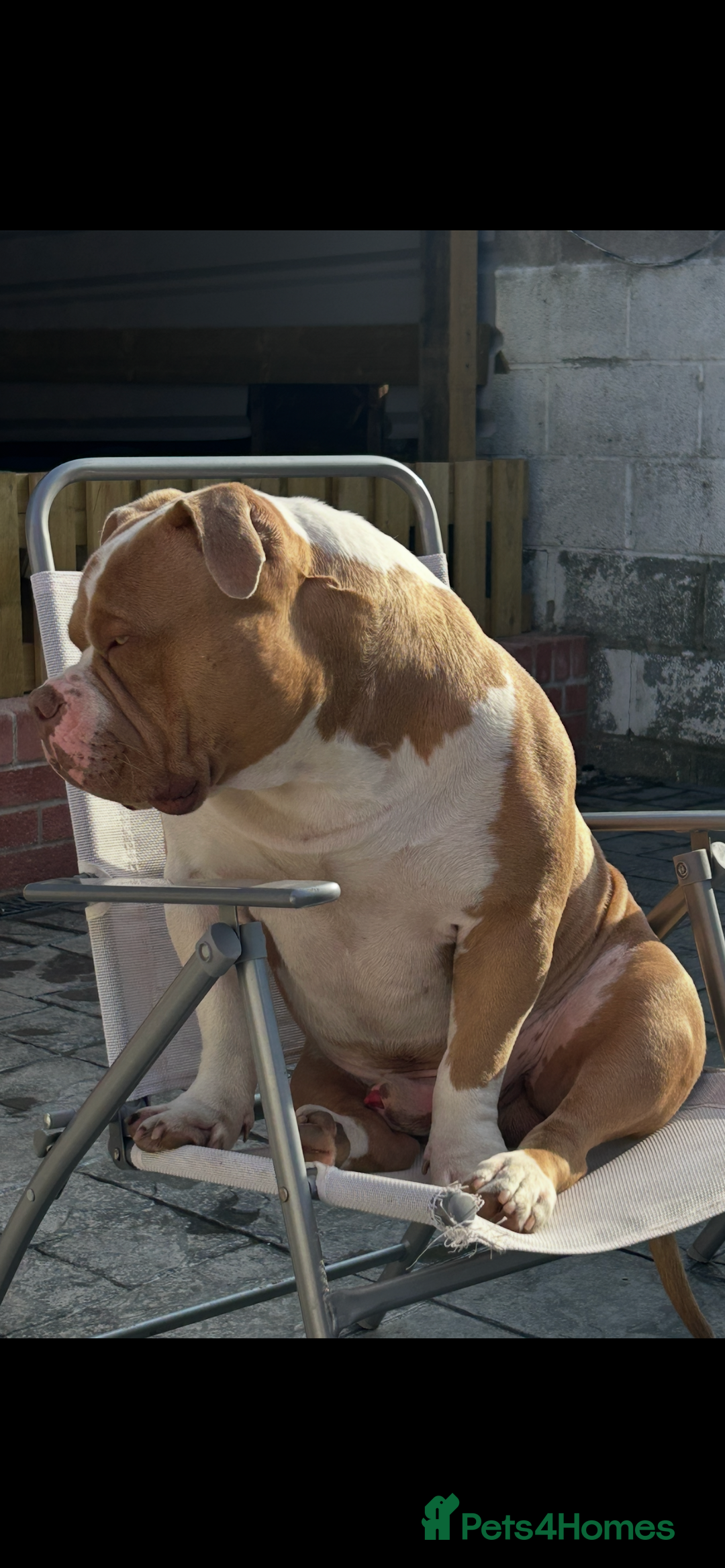 American Bully dogs for stud: American pocket bully  - Image 15