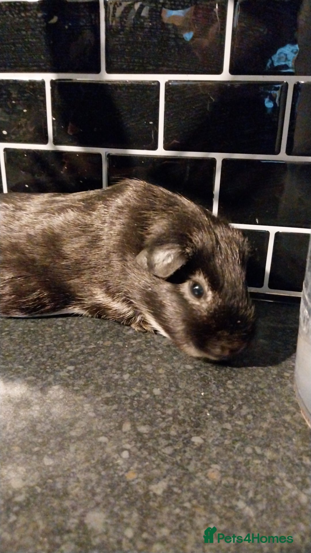 Guinea Pig rodents for sale: Multiple Guinea Pigs for sale - Advert 9