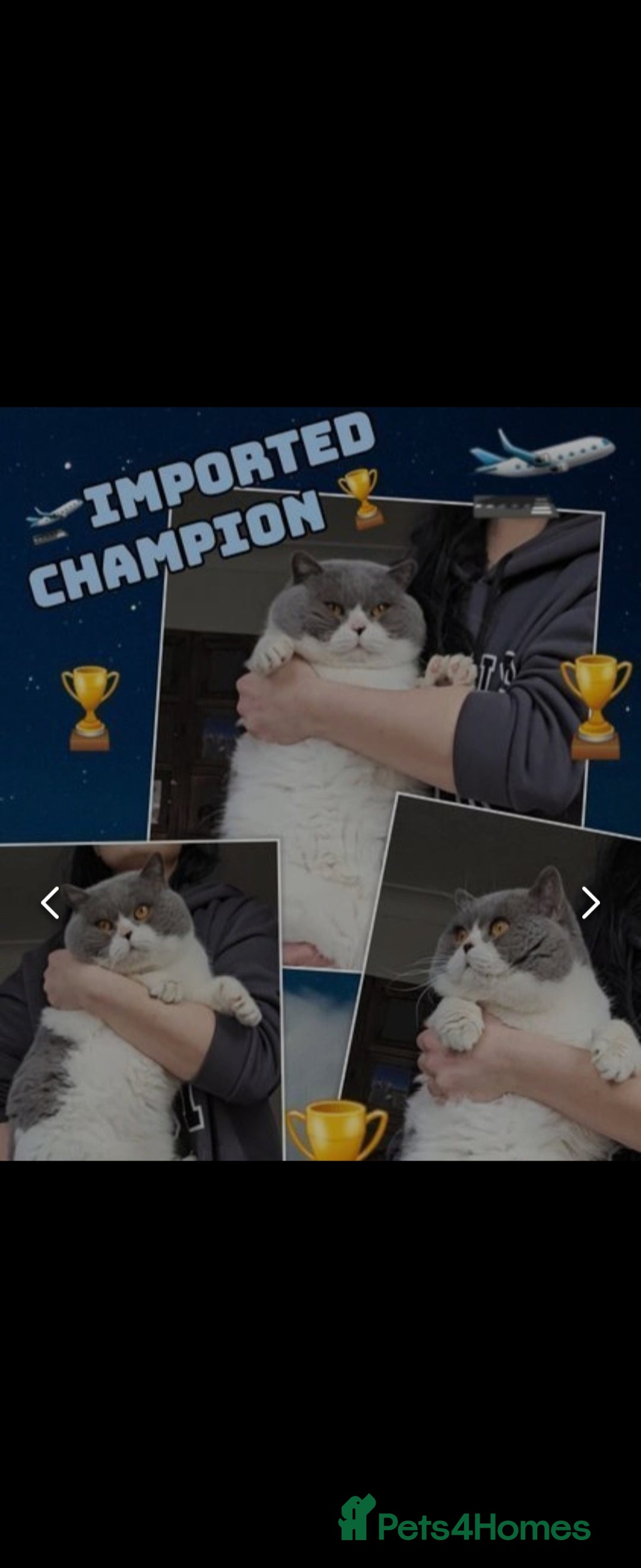 British Shorthair cats for sale: 2 chunky pedigree bsh male kittens - Advert 10