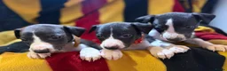 Whippet dogs for sale: Whippet pups  in Abergavenny - Advert 5