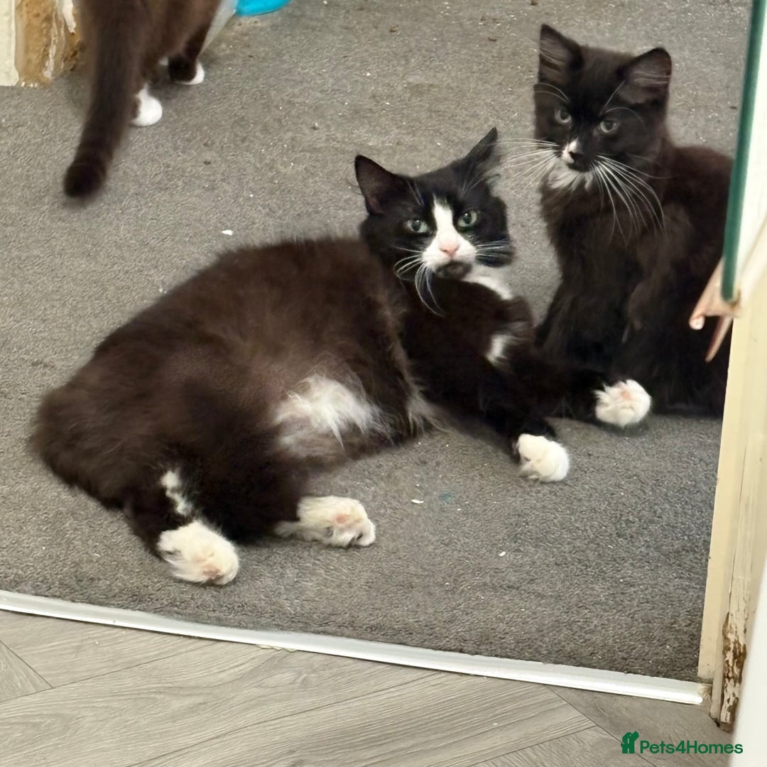 Mixed Breed cats for sale: Male and female kitten - Image 3