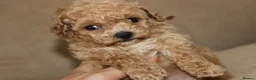 Bichon Frise dogs for sale: Poochon F1 puppies from Health Tested parents  - Advert 4