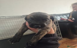 Whippet dogs for sale: Whippet puppies for sale  - Image 8