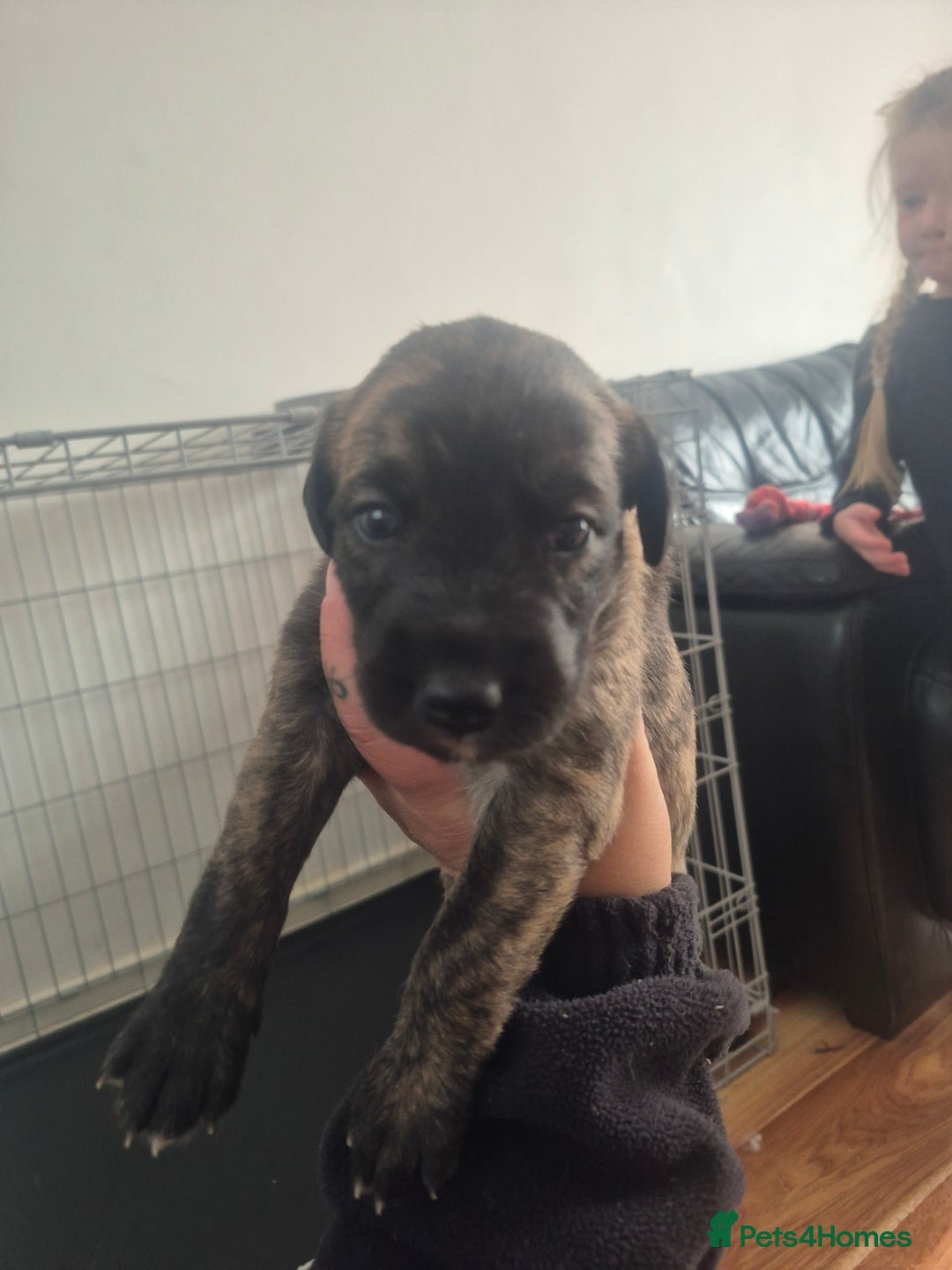 Whippet dogs for sale: Whippet puppies for sale  - Image 8