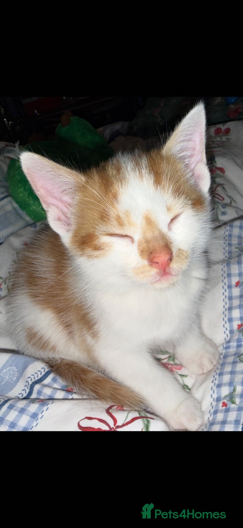 Mixed Breed cats 3 male kittens - Advert 3