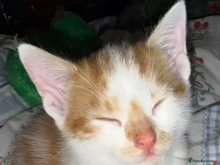 Mixed Breed cats 3 male kittens - Advert 3