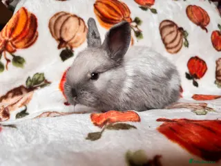 Mixed Breed rabbits Boy Sandellers x Holland lop - Advert 9