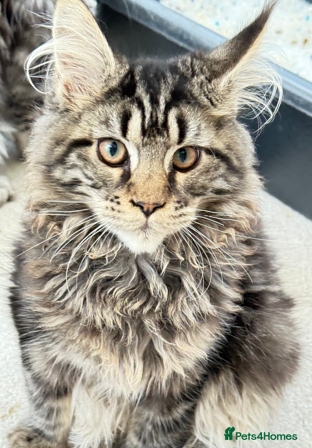 Maine Coon cats for sale: WE MAY SELL ACTIVE Top quality Maine coon kittens - Image 15
