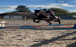 English Thoroughbred horses for sale: X2 safe stunning geldings alrounders - Image 19