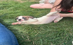 American Bulldog dogs for sale: Ready now Beautiful litter American bulldog puppy - Image 20