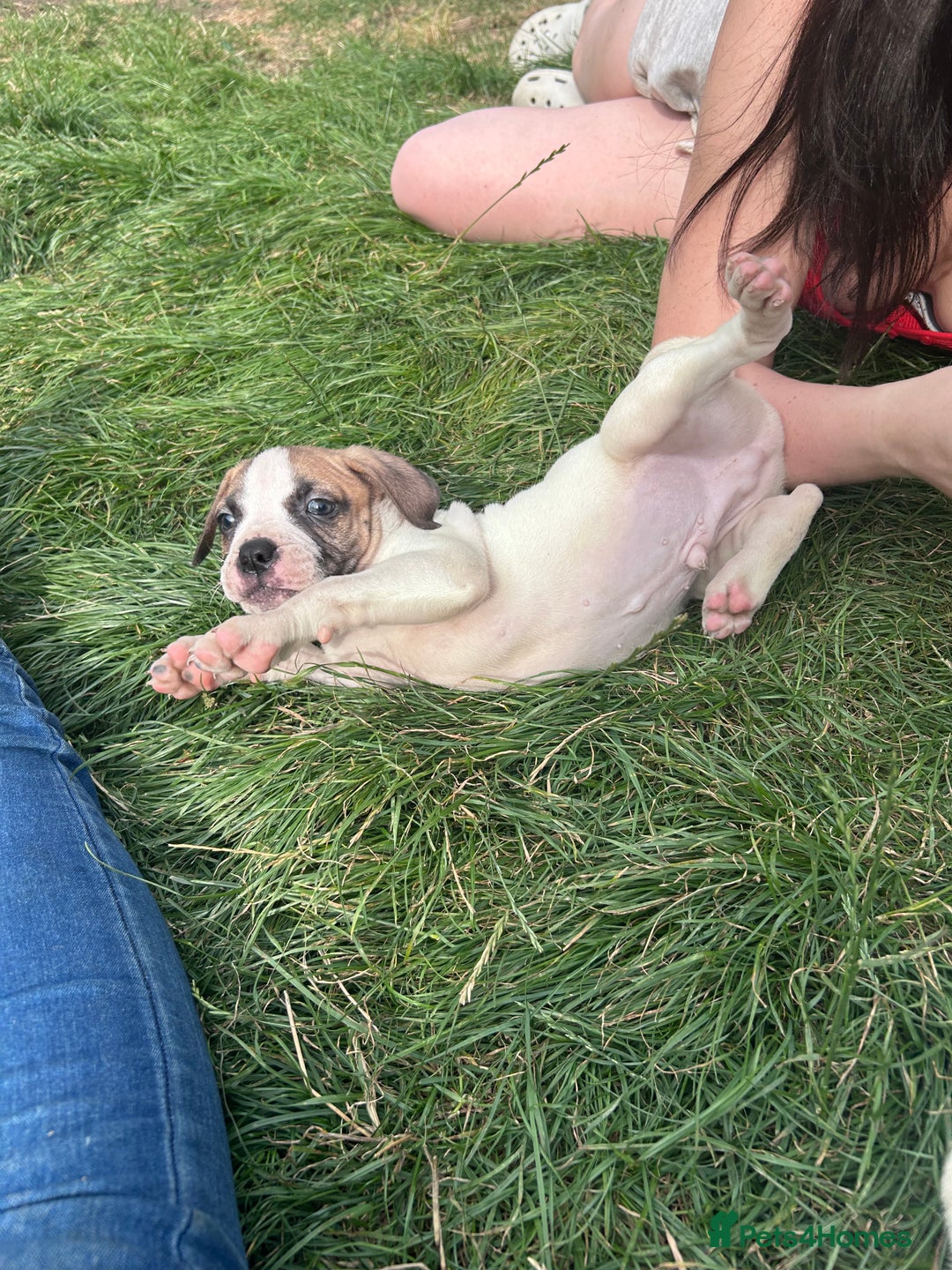 American Bulldog dogs for sale: Ready now Beautiful litter American bulldog puppy - Image 20