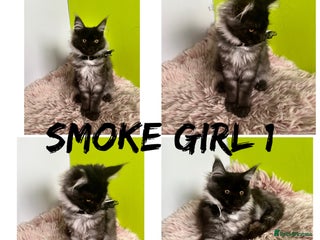 Maine Coon cats - Advert 1