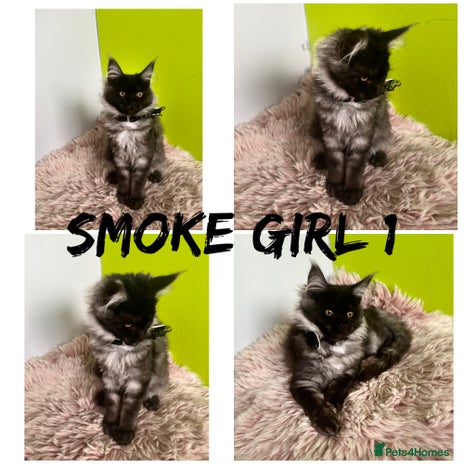 Maine Coon cats - Advert 13