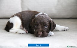 English Springer Spaniel dogs for sale: Health Tested English Springer Spaniel Puppies - Image 14